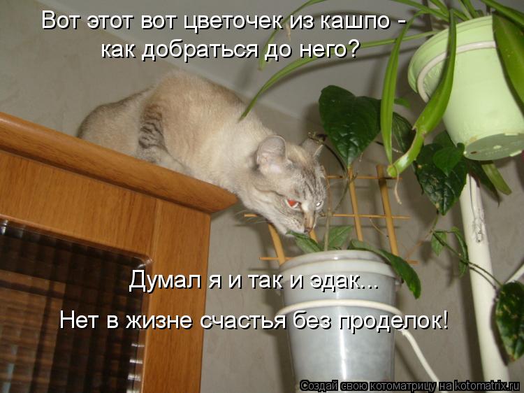 Вот этот вот цветочек из кашпо - как добраться до него? Думал я и так и эдак... Нет в жизне счастья б... Котоматрица: Вот этот вот цветочек из кашпо - как добраться до него? Думал я и так и эдак... Нет в жизне счастья без проделок!