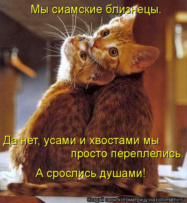 Да нет, усами и хвостами мы просто переплелись. А срослись душами! Мы сиамские близнецы.... Котоматрица: Да нет, усами и хвостами мы просто переплелись. А срослись душами! Мы сиамские близнецы.