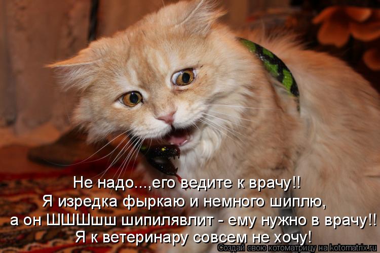 а он ШШШшш шипилявлит - ему нужно в врачу!! Я к ветеринару совсем не хочу! Я изредка фыркаю и немного... Котоматрица: а он ШШШшш шипилявлит - ему нужно в врачу!! Я к ветеринару совсем не хочу! Я изредка фыркаю и немного шиплю, Не надо...,его ведите к врачу!!