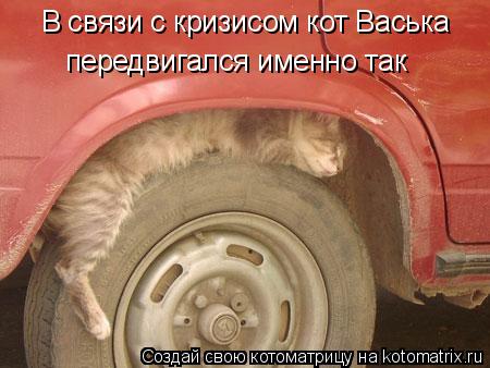 В связи с кризисом кот Васька передвигался именно так... Котоматрица: В связи с кризисом кот Васька передвигался именно так