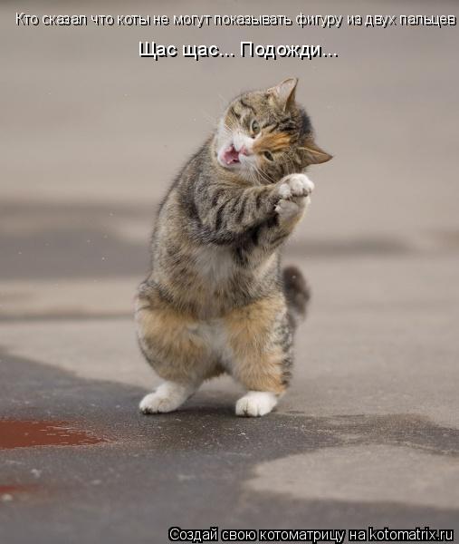 Котоматрица: Кто сказал что коты не могут показывать фигуру из двух пальцев Щас щас... Подожди...