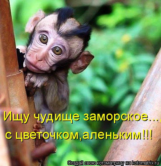 Котоматрица: Ищу чудище заморское..., с цветочком,аленьким!!!