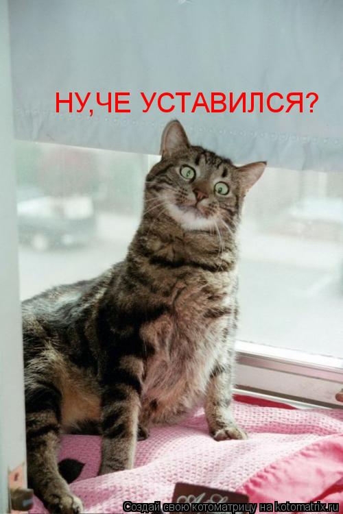 Котоматрица: НУ,ЧЕ УСТАВИЛСЯ?