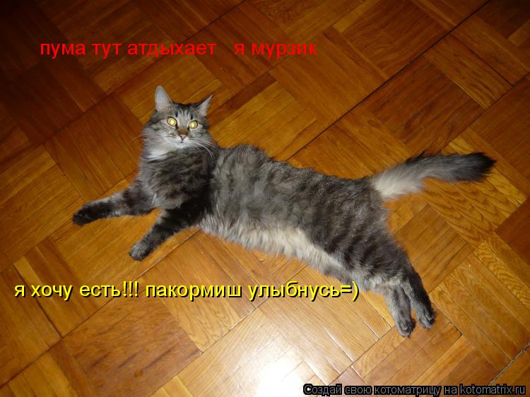 Котоматрица: пума тут атдыхает   я мурзик я хочу есть!!! пакормиш улыбнусь=)