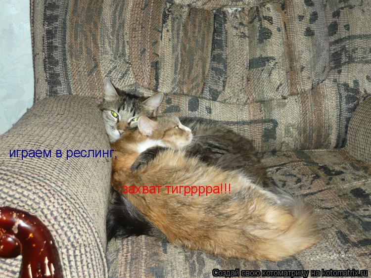 Котоматрица: играем в реслинг; захват тигрррра!!!