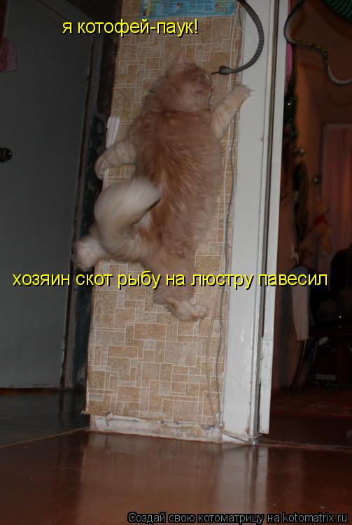 Котоматрица: я котофей-паук! хозяин скот рыбу на люстру павесил