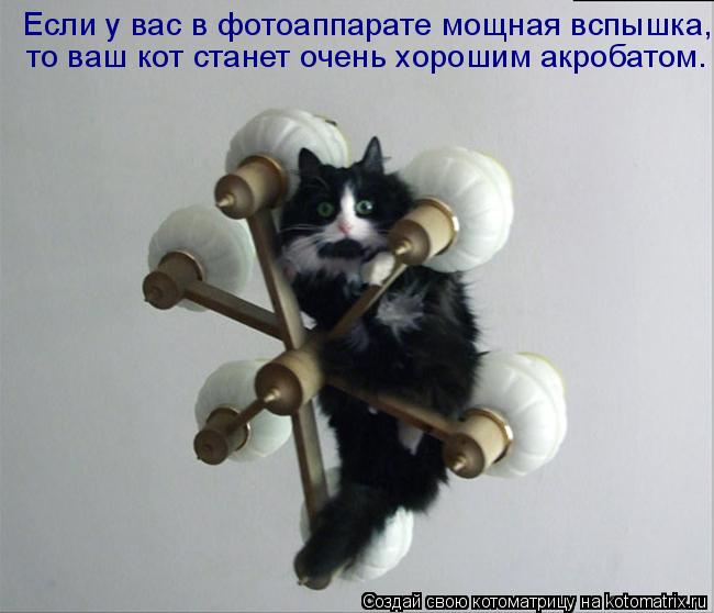 Если у вас в фотоаппарате мощная вспышка, то ваш кот станет очень хорошим акробатом.... Котоматрица: Если у вас в фотоаппарате мощная вспышка, то ваш кот станет очень хорошим акробатом.