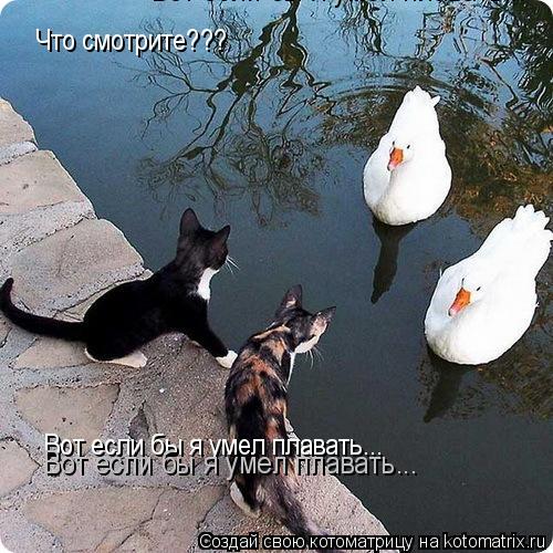 Котоматрица: Что смотрите??? Вот если бы я умел плавать... Вот если бы я умел плавать... Вот если бы я умел плавать...