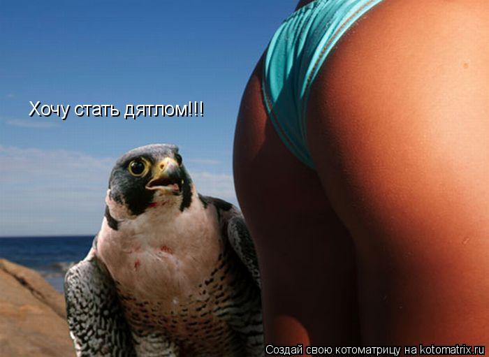 Котоматрица: Хочу стать дятлом!!!