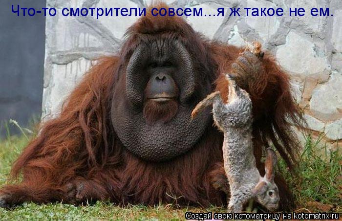 Котоматрица: Что-то смотрители совсем...я ж такое не ем.