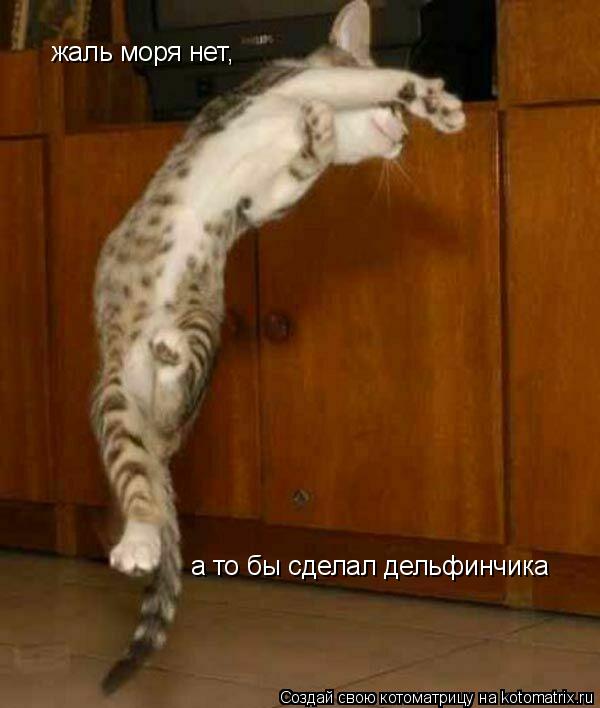 Котоматрица: жаль моря нет, а то бы сделал дельфинчика