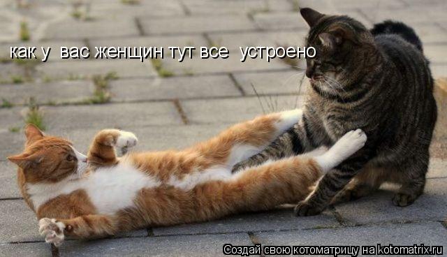 Котоматрица: как у  вас женщин тут все  устроено