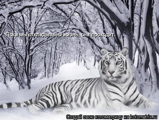 Котоматрица: Пока мы откладываем жизнь, она проходит.