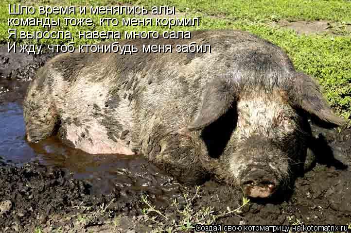 Котоматрица: Шло время и менялись алы команды тоже, кто меня кормил Я выросла, навела много сала И жду, чтоб ктонибудь меня забил