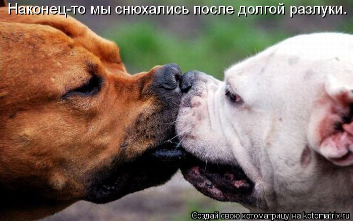 Котоматрица: Наконец-то мы снюхались после долгой разлуки.