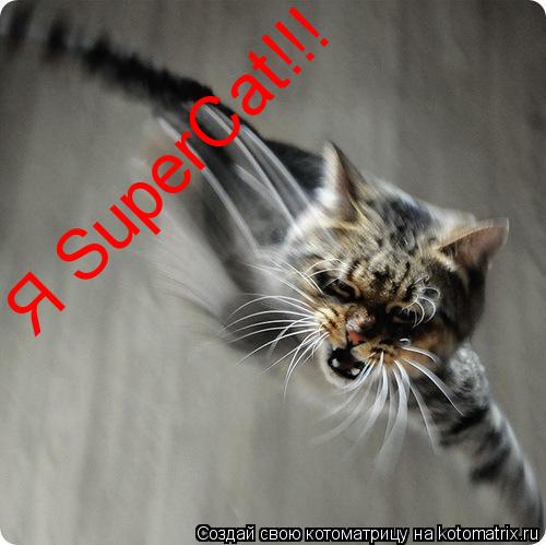 Котоматрица: Я SuрerCat!!!