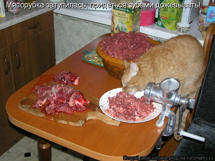 Котоматрица: Мясорубка затупилась, придёться зубами дожёвывать!