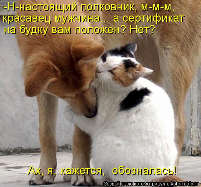 Котоматрица: -Н-настоящий полковник, м-м-м,  красавец мужчина... а сертификат  на будку вам положен? Нет?  Ах, я, кажется,  обозналась!
