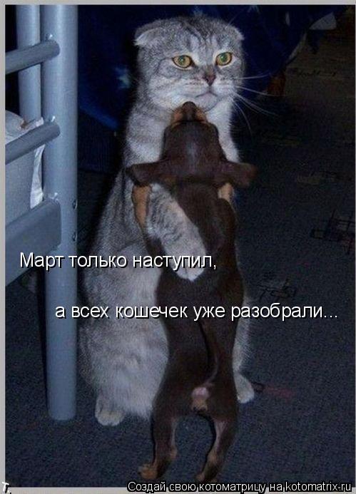 Котоматрица: а всех кошечек уже разобрали... Март только наступил,