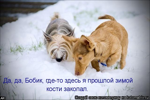 Котоматрица: Да, да, Бобик, где-то здесь я прошлой зимой кости закопал.