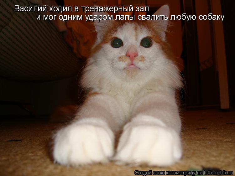 Котоматрица: Василий ходил в тренажерный зал и мог одним ударом лапы свалить любую собаку