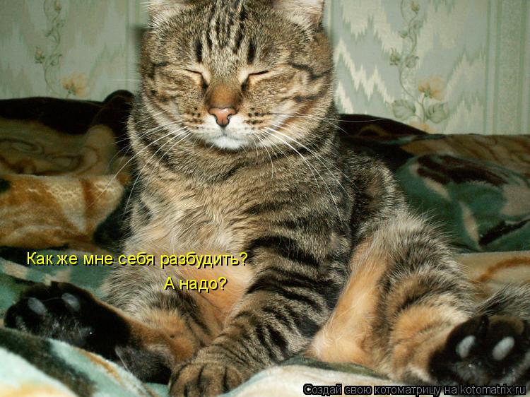 Котоматрица: Как же мне себя разбудить? А надо?