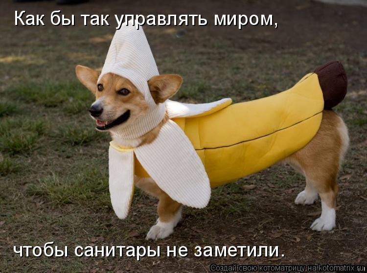 Котоматрица: Как бы так управлять миром, чтобы санитары не заметили.