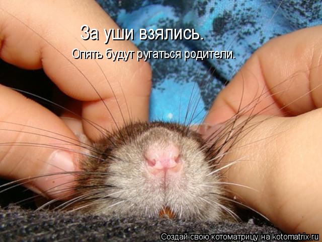 Котоматрица: За уши взялись. Опять будут ругаться родители.