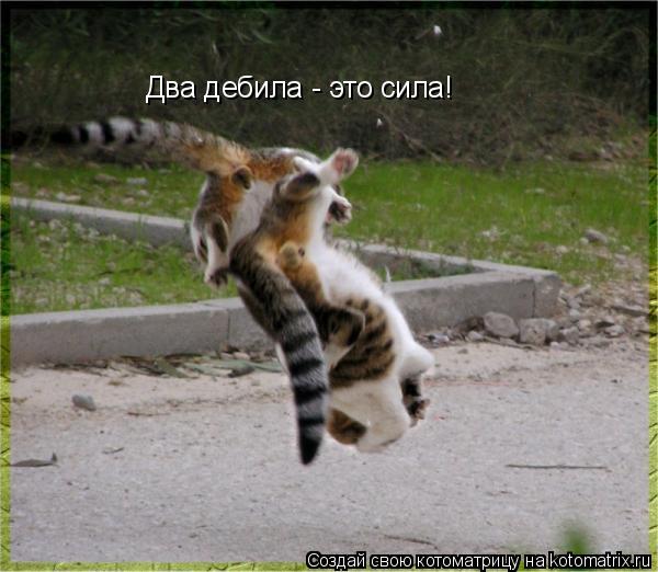 Котоматрица: Два дебила - это сила!