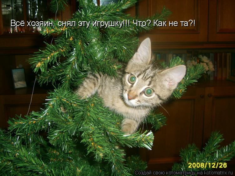 Котоматрица: Всё хозяин, снял эту игрушку!!! Что? Как не та?!