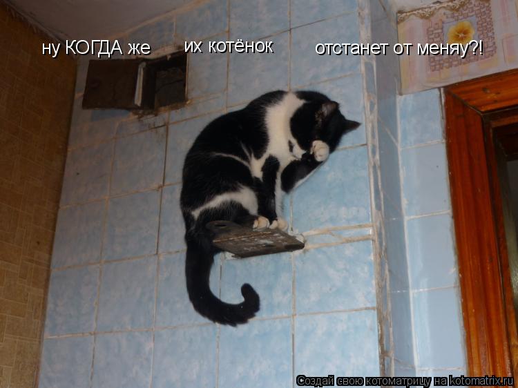 Котоматрица: ну КОГДА же их котёнок отстанет от меняу?!