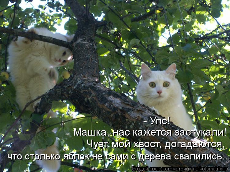 Котоматрица: - Упс! Машка, нас кажется застукали! Чует мой хвост, догадаются, что столько яблок не сами с дерева свалились...