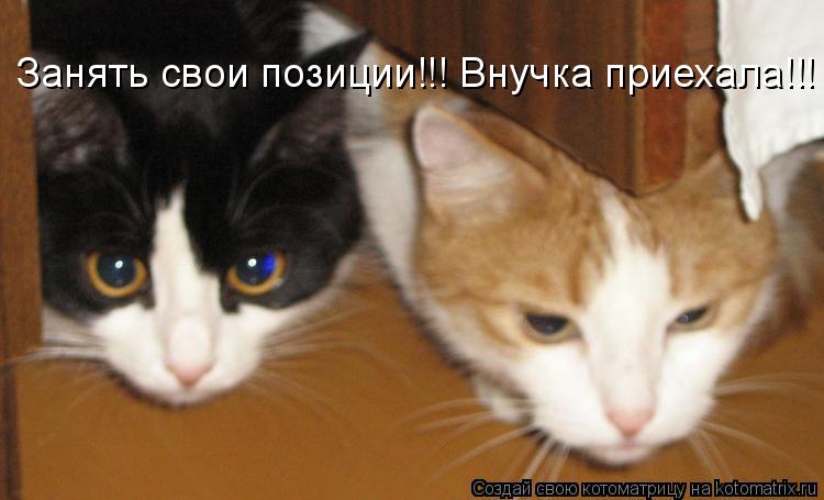 Котоматрица: Занять свои позиции!!! Внучка приехала!!!