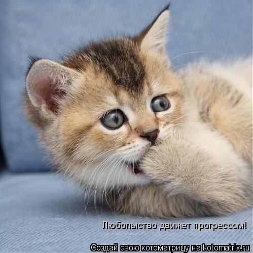 Котоматрица: Любопыство движет прогрессом!