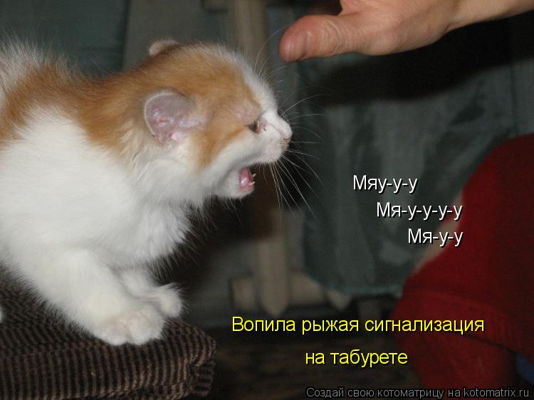Котоматрица: Мяу-у-у Мя-у-у-у-у Мя-у-у Вопила рыжая сигнализация  на табурете