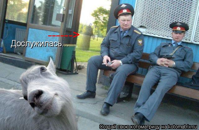 Котоматрица: Дослужилась... ------>