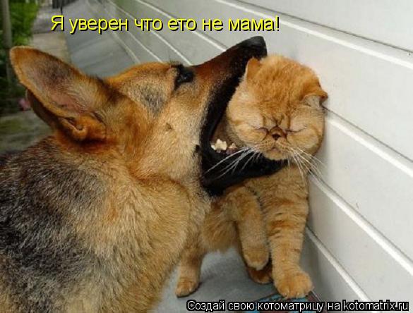 Котоматрица: Я уверен что ето не мама!