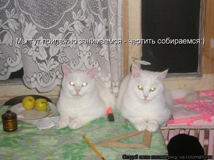 Котоматрица: Мы тут прилежно занимаемся - чертить собираемся:)