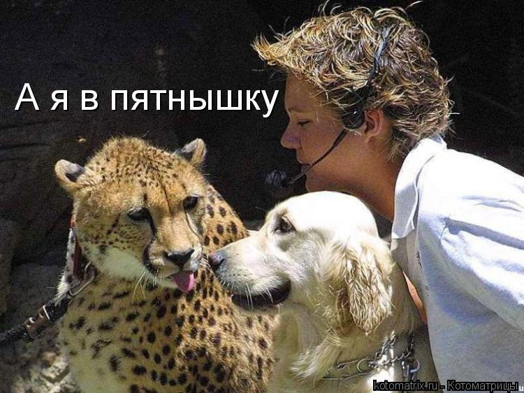 Котоматрица: А я в пятнышку