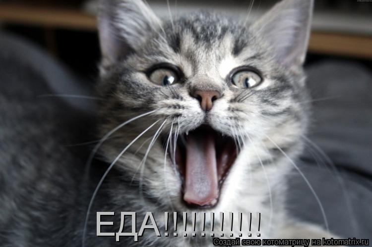 Котоматрица: ЕДА!!!!!!!!!!!