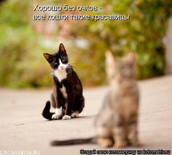 Котоматрица: Хорошо без очков - все кошки такие красавицы