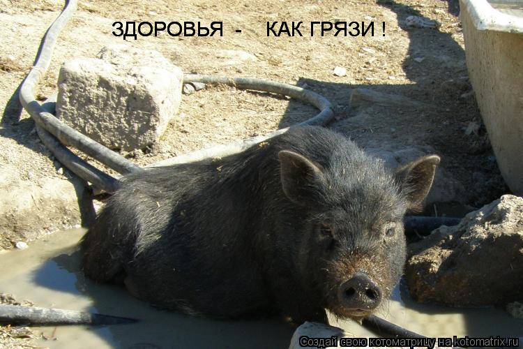 Котоматрица: ЗДОРОВЬЯ  -    КАК ГРЯЗИ ! ЗДОРОВЬЯ  -    КАК ГРЯЗИ !