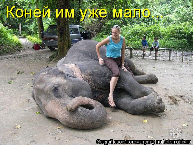 Котоматрица: Коней им уже мало...