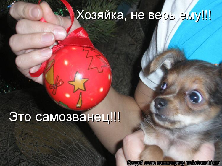 Котоматрица: Хозяйка, не верь ему!!! Это самозванец!!!