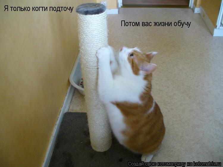 Я только когти подточу Потом вас жизни обучу... Котоматрица: Я только когти подточу Потом вас жизни обучу