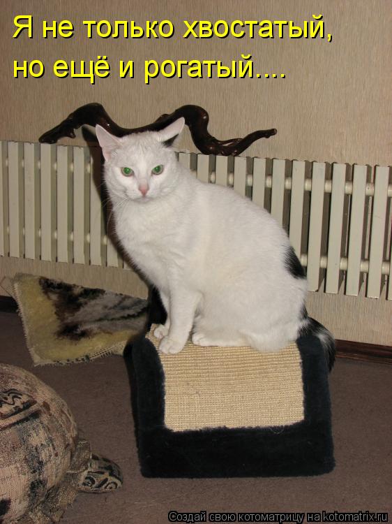 Я не только хвостатый, но ещё и рогатый....... Котоматрица: Я не только хвостатый, но ещё и рогатый....