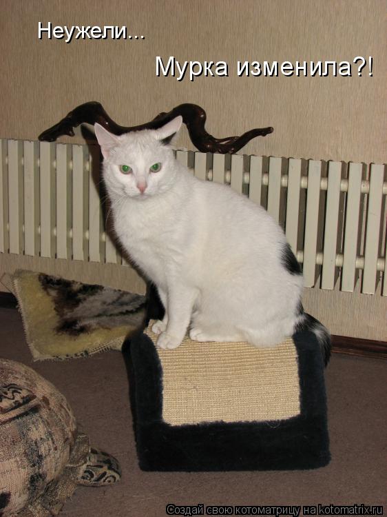 Неужели... Мурка изменила?!... Котоматрица: Неужели... Мурка изменила?!
