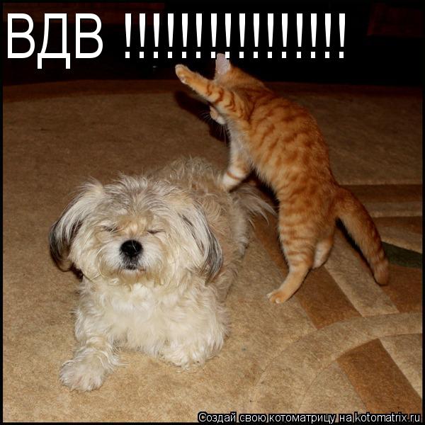 ВДВ !!!!!!!!!!!!!!!!... Котоматрица: ВДВ !!!!!!!!!!!!!!!!