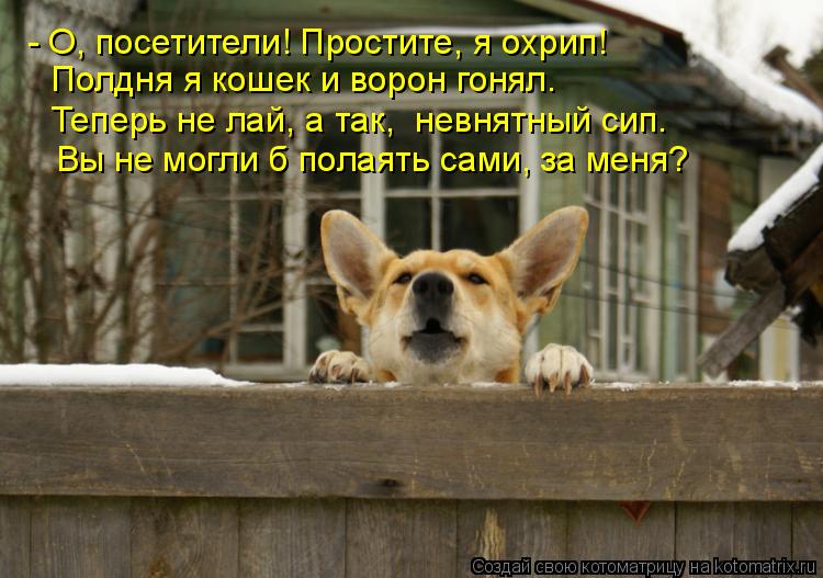Котоматрица: - О, посетители! Простите, я охрип! Полдня я кошек и ворон гонял. Теперь не лай, а так,  невнятный сип. Вы не могли б полаять сами, за меня?