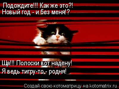 Котоматрица: Подождите!!! Как же это?!  Новый год - и без меня!? Ща!!! Полоски вот надену!  Я ведь тигру-то - родня!